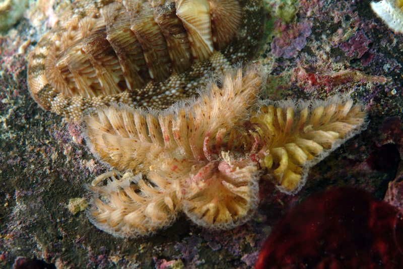 Tubulipora plumosa